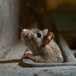 Защита от грызунов и птиц: как решить эту проблему?