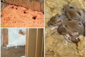 Защита от грызунов и птиц